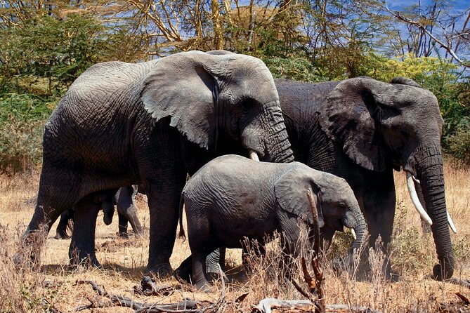 Full Day Private Safari - Tarangire National Park - Good To Know