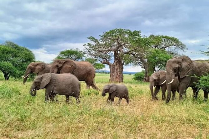 Full Day Private Safari Tour in Zanzibar to Mikumi - Good To Know