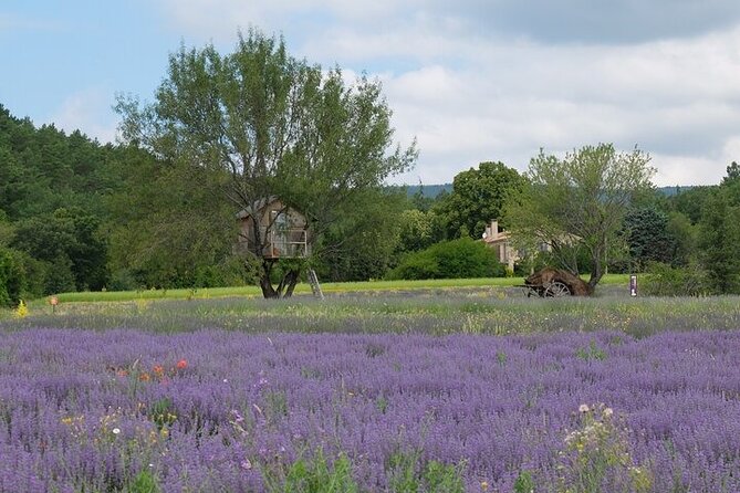 Full Day Private Tour From Arles Nimes or the Alplilles - Good To Know