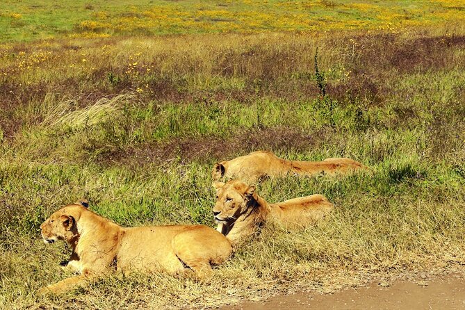 Full-Day Private Tour in Ngorongoro National Park & Crater - Inclusions and Pickup Details