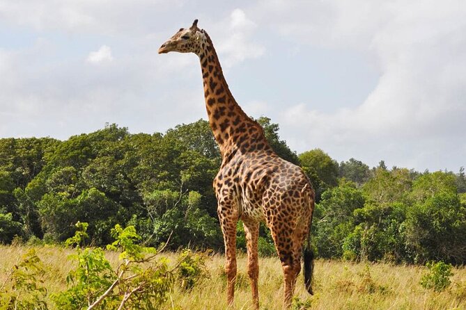 Full Day Private Tour to Shimba Hills From Diani Beach - Good To Know