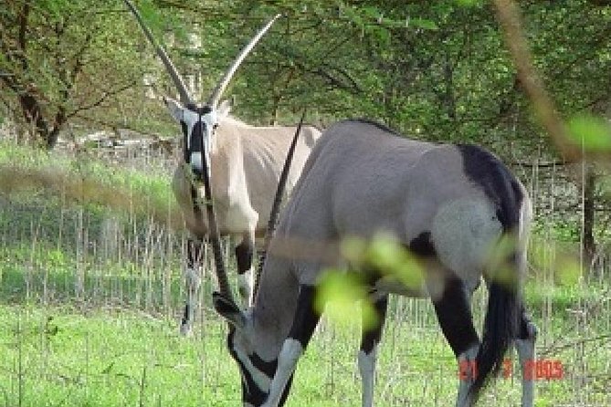 9 Best Safari Tours In Dakar