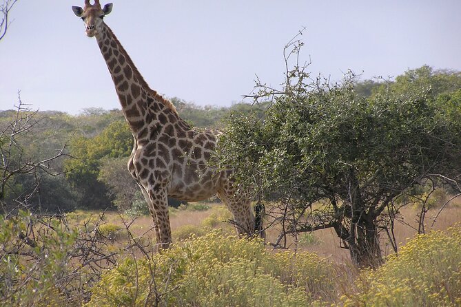 Full-Day Safari in Maputo National Park - Good To Know