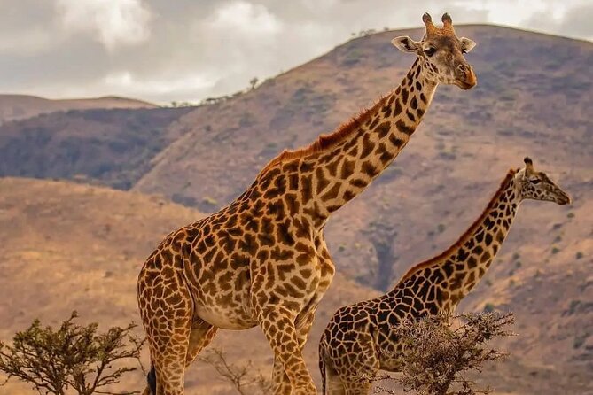 Full Day Safari to Selous Game Reserve From Zanzibar - Good To Know