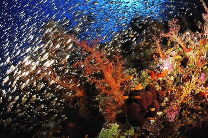 Full Day Sataya Reef Adventure in Marsa Alam - Good To Know