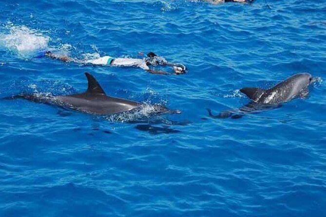 Full-Day Sea Trip With Dolphins and Snorkeling in Red Sea - Tour Overview