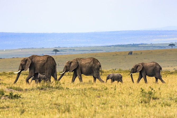 Full-Day Serengeti Tour From Mwanza - Good To Know