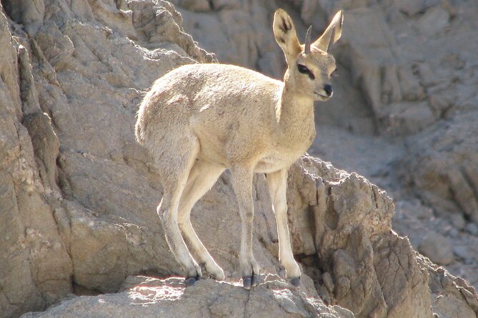Full-Day Tour in Namib Desert From Swakopmund, Namibia - Good To Know
