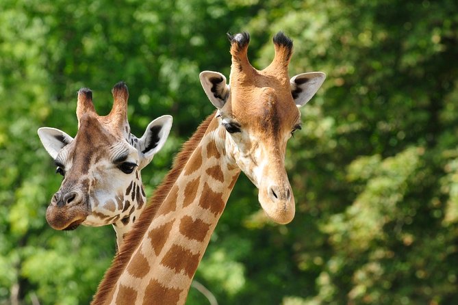 Full Day Tour of Karen Blixen Giraffe Center With Optional Museum