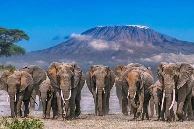 Full Day Tour to Amboseli National Park. - Tour Details