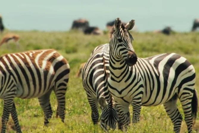 Full Day Tour to Amboseli National Park - Tour Overview