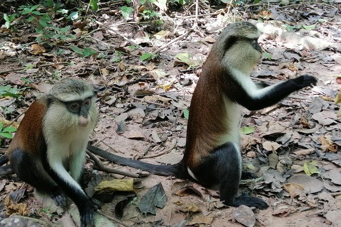 Full-Day Wli Water Falls and Monkey Sanctuary Private Tour