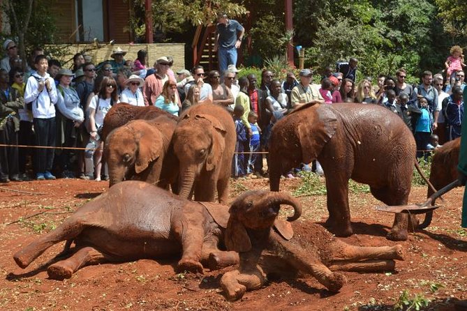 Giraffe Centre, Elephant Orphanage, and Bomas of Kenya Day Tour From Nairobi