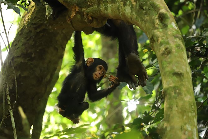 Gombe National Park Chimpanzee Trekking - Tour Highlights and Inclusions