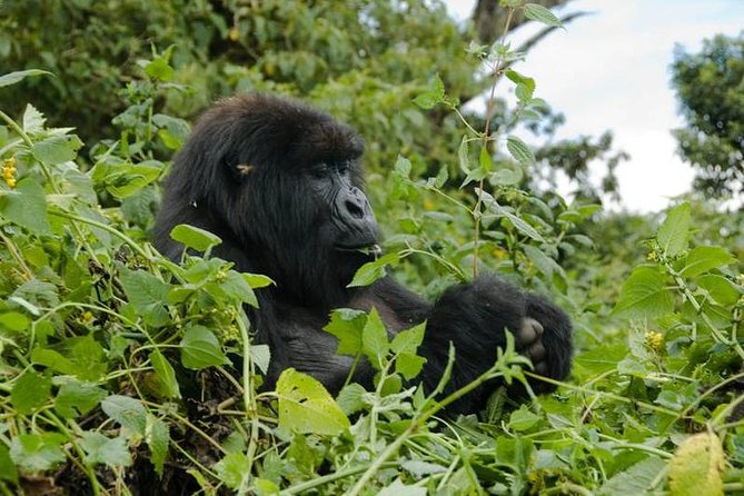 Gorilla Tracking | Uganda | 3 Days