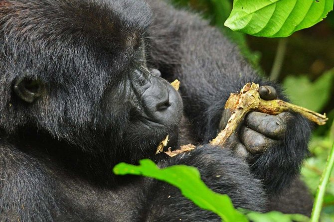 Gorillas, Game and Masai Mara Safari - 14 Days - Tour Overview