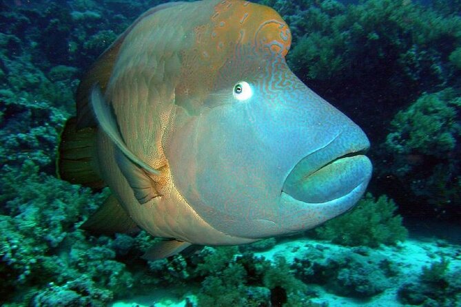 Grand Safari Including Snorkeling at the Blue Hole and a Camel Ride Along the Gulf of Aqaba - Good To Know