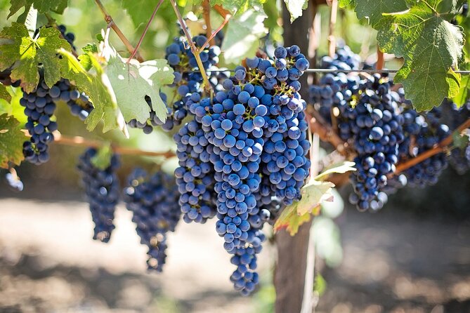 Grand Wine Tour From Catania or Taormina - Good To Know