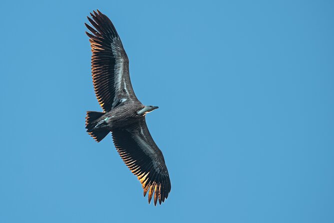 Griffon Vultures Bird Watching Boat Trip in Beli - Good To Know