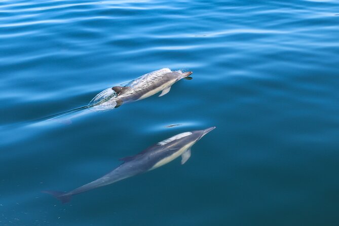 Guided Dolphin Watching in the Arrábida Natural Park - Good To Know