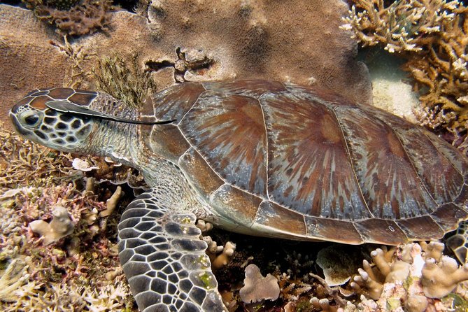 Guided Snorkeling Day Trip, Kota Kinabalu, Sabah, Malaysia - Tour Highlights