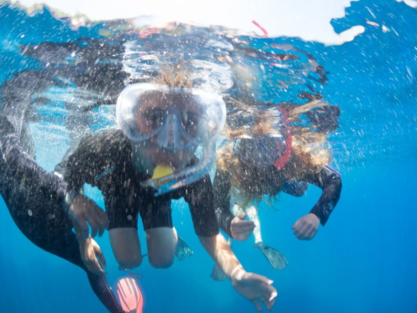 Guided Snorkelling With a Marine Biologist From Sorrento - Activity Details