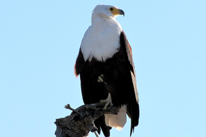 Half-Day Birding Tour of Livingstone - Good To Know