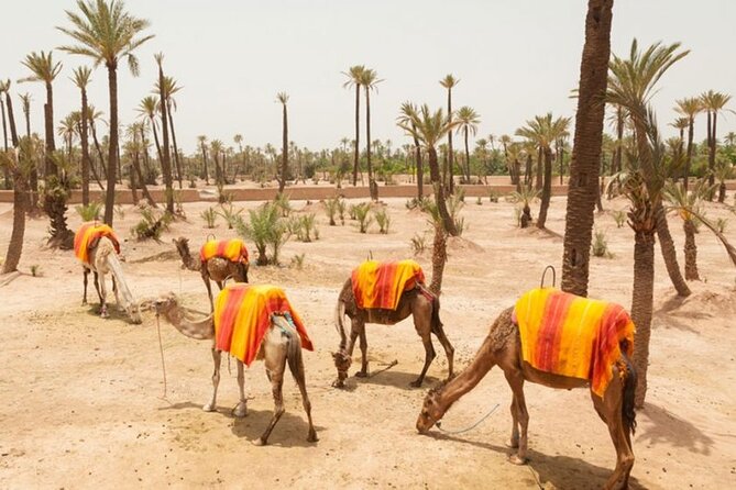 Half Day Camel Ride Palm Grove - Good To Know