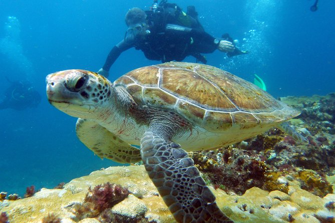 Half-Day Diving in Sal - Good To Know
