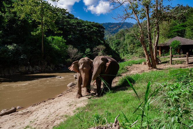 Half Day Visit Smile Elephant Chiang Mai - Good To Know