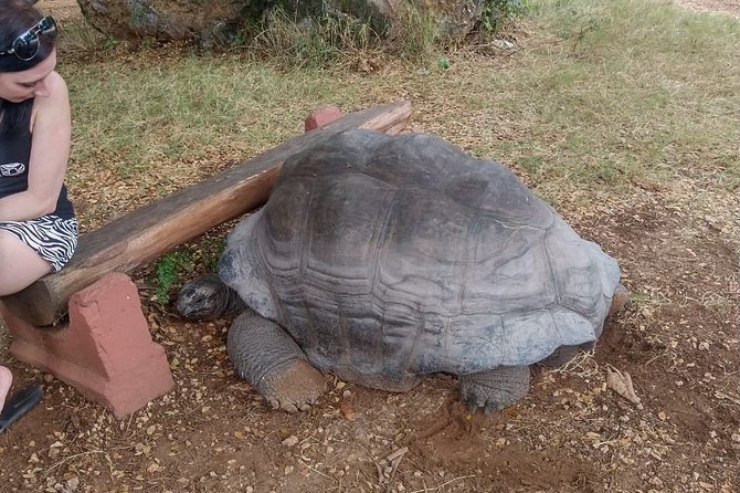 Haller Park Tour Observing Hippos, Giraffes, Birds, Monkeys, Crocs & Others - Good To Know