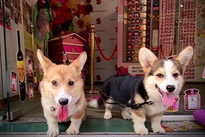 Honey and Mead Tasting With Corgis - Good To Know
