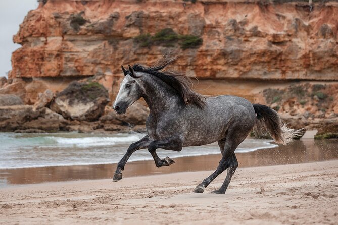 Horse Ride + Swimming With Turtles in Aquarium at Nungwi Beach - Location Details