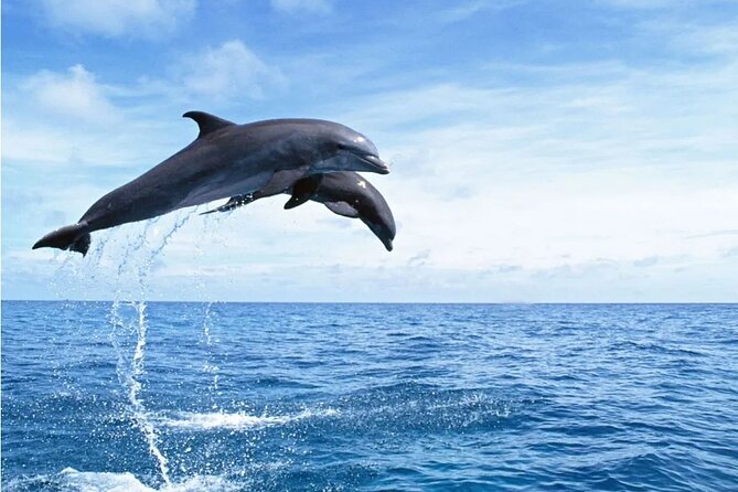 Hurghada: Swimming With Dolphins & Snorkeling Tour HurghadaToGo