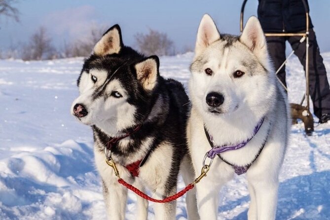 Husky Sledding Ride in Levi 5 KM - Activity Overview