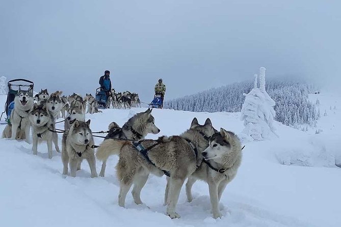 Husky Sleigh Rides Experience - Good To Know
