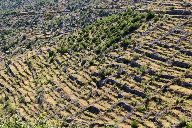 Hvar Lavender Small Group Tour