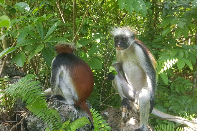 Jozani Forest, Kuza Cave, Paje Beach and The Rock Restaurant - Good To Know