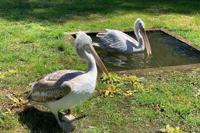 Karavasta Lagoon and Boat Trip - Daily Tour From Tirana - Good To Know