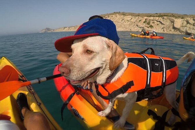 Kayaking With Dogs - Good To Know