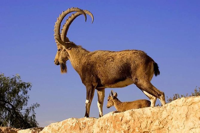 Khor Virap, Areni Winery, Noravank + Wild Goat Watching – Private Tour