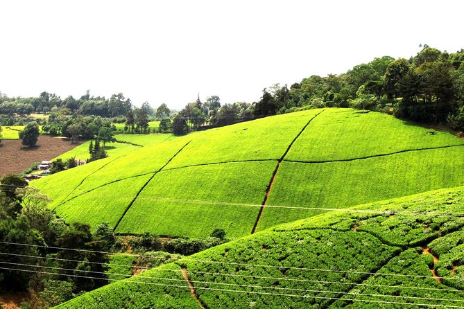 Kiambethu Tea Farm Day Tour From Nairobi - Good To Know