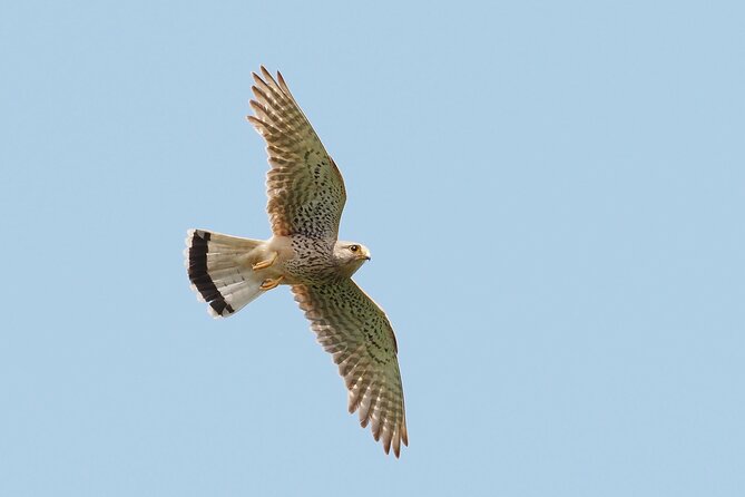 Korčula Bird Watching and Wildlife Photography - Good To Know