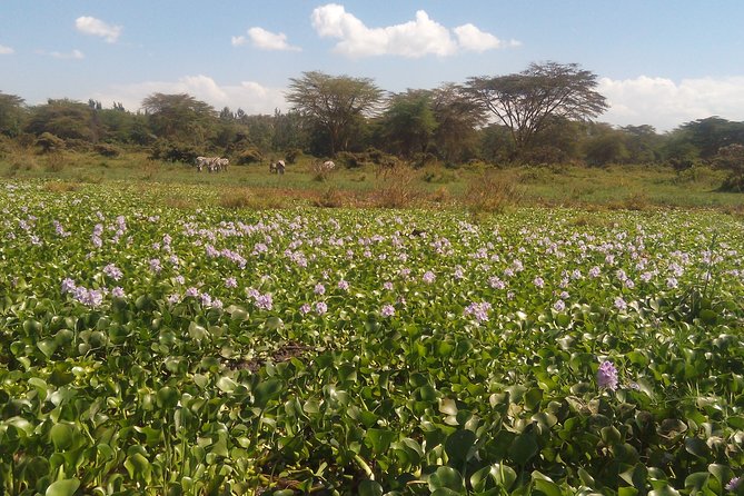 Lake Naivasha Private Day Tour With Boat Ride From Nairobi - Good To Know