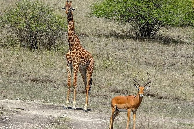 Lake Nakuru National Park Day Tour From Nairobi - Good To Know
