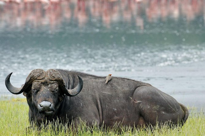 Lake Nakuru National Park - Day Trip (With Park Fees) - Good To Know