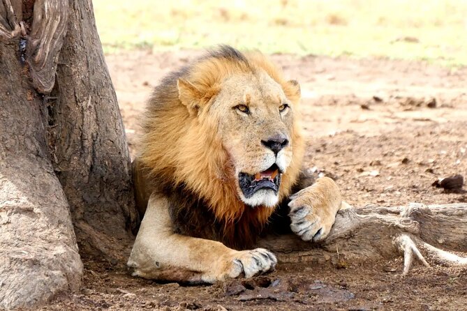 Lake Nakuru NP Half-Day Safari - Good To Know