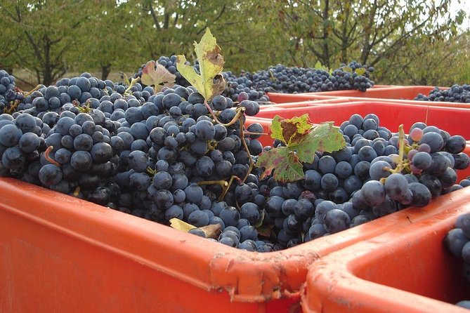 Lambrusco Making: Winery Tour - Good To Know
