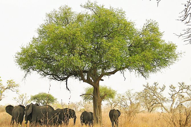 Lobéké National Park Express 11D/10N