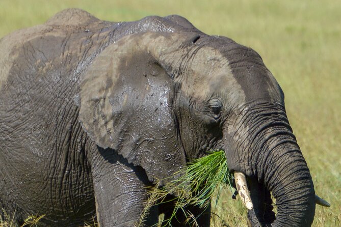 Maasai Mara National Reserve 5 Days 4nights - Good To Know